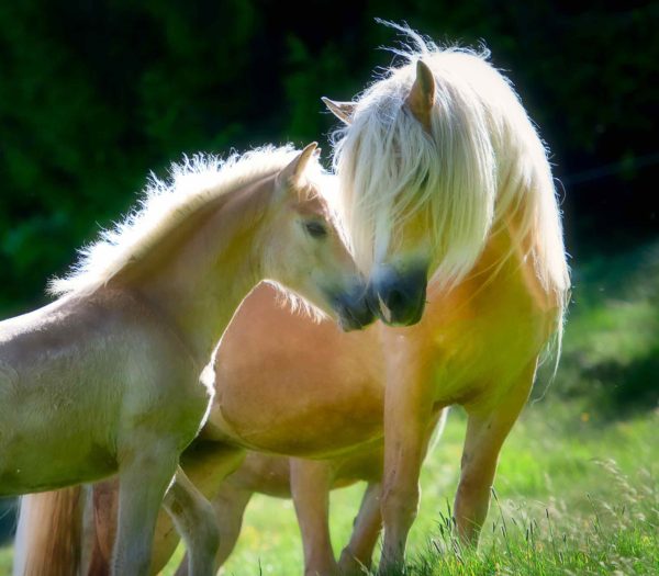 mother-baby-haflinger-horses