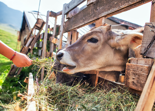 A day in the farm - From Hey to Milk 