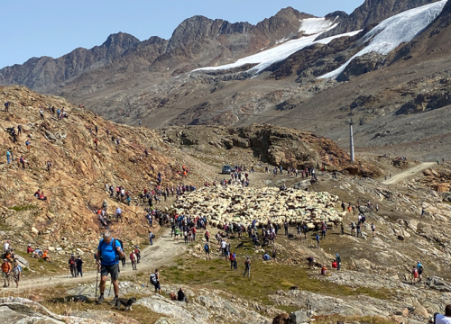 Pastoral Transhumance Experience